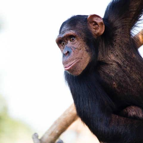 Chimpanzee