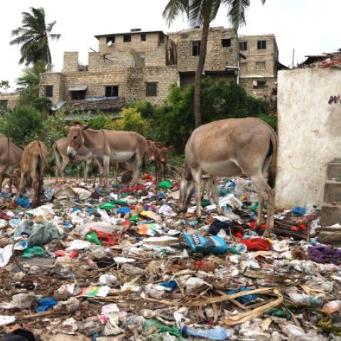 lamu donkey