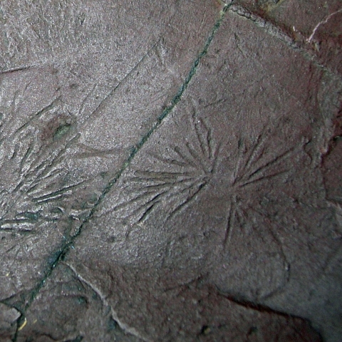The undermat mining trace fossil Oldhamia from Cambrian deep-marine deposits of Maine, United States (Image credit: M. Gabriela Mangano)