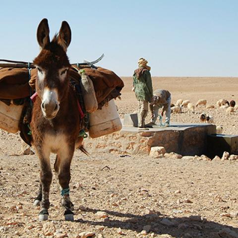 a-working-donkey-in-a-desert-environment