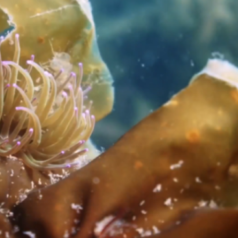 Kelp filmed under the sea