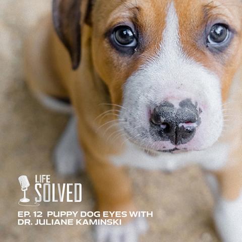Image of small dog looking up with Life Solved logo in corner