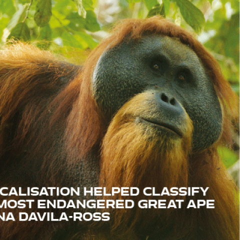 Life solved endangered great ape