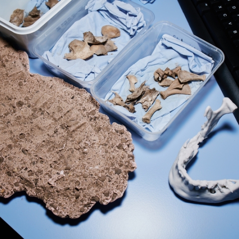 selection of bones