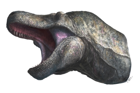 Picture of a Tyrannosaurus Rex