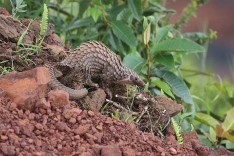 Trafficked mammal